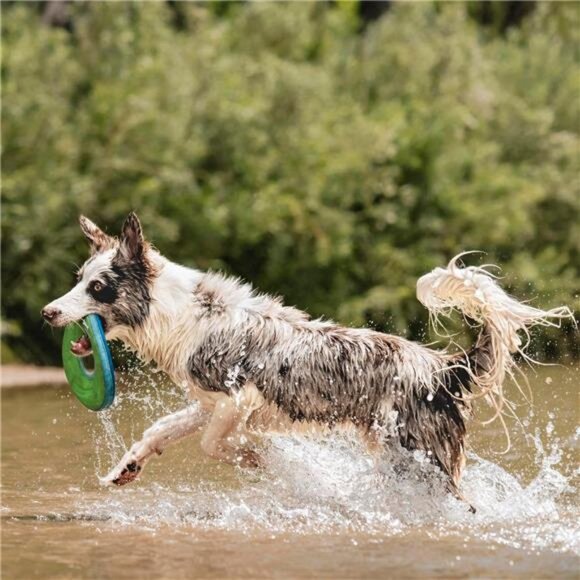 Zipflight Flyer Dog Frisbee & Dog Toy that Floats; Gentle On Dog's Teeth and Gum - Picture 4 of 7
